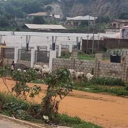 Kuhherde in der Stadt