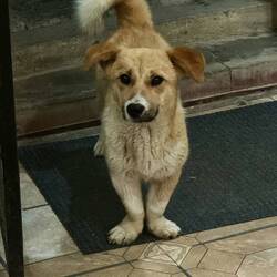 Lustige Pfotenstellung bei den Hunden