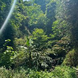 Urwald ähnliche Natur