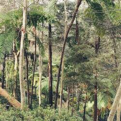 Tropischer Garten Monte Palace Madeira