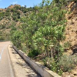 In der Schlucht ein Spalier von Oleander