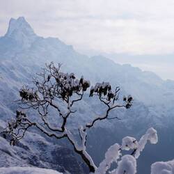 Ast vor großem Stein
