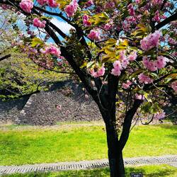 Late cherry blossom 🌸