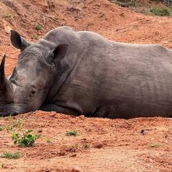 Male White Rhino