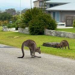 Wie sich die witzig fortbewegen