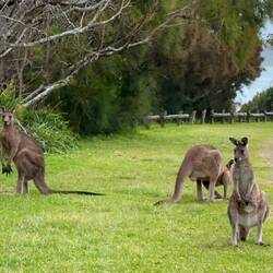 Wir fuhren eine Runde mit dem Auto und bekamen ganz viele Kängurus zu Gesicht 🥰🥰🥰