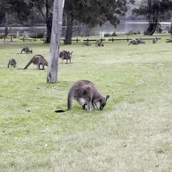Baby im Bauch - das frisst auch das Gras