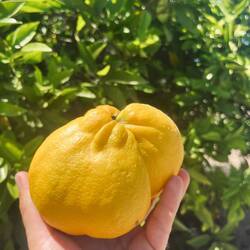 ..herabfallen und liegen gelassen werden.