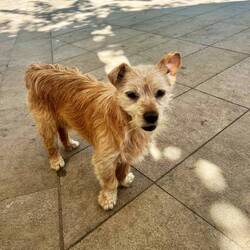 Dieser kleine Strolch bekommt heute mein Schinken-Tapas, dass es oft kostenlos zum Getränk dazu gibt