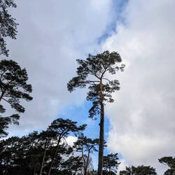 Noch ein blauer. Fleck