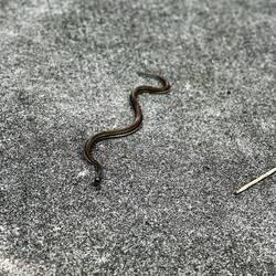 This cutie tried to attack me 🐍- i took flight