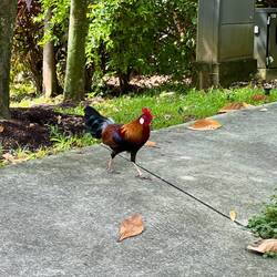 Rooster in the loose 🐓😂