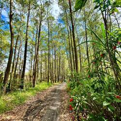 durch Eukalyptuswäldchen