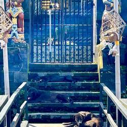 Hunde waren auch wieder da