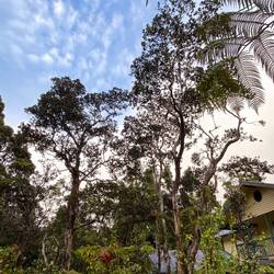 Wow, plötzlich mitten im Regenwald