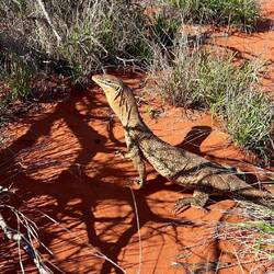 Ein Bangarra kommt uns besuchen