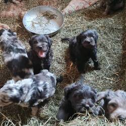 Les 9 chiots de la ferme 🥰
