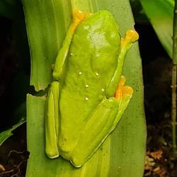 Im getarnten Schlafmodus