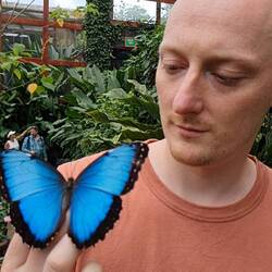 Der Schmetterling ist lebendig.