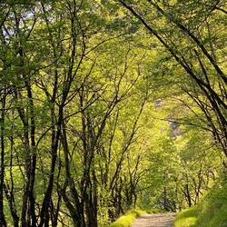Frühmorgens bei Sonnenschein und Vogelgezwitscher
