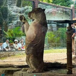 Unnatural behaviour- waving to the crowd