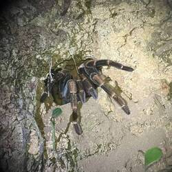 Tarantula