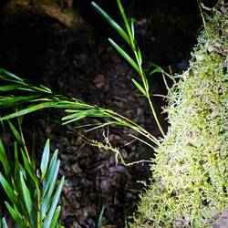 Getarnt als Moos (man sieht die Stabheuschrecke fast nicht)🫣