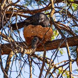 Apostle Bird