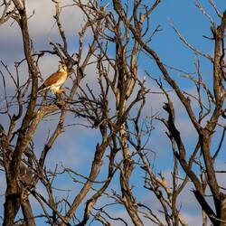 Kestral