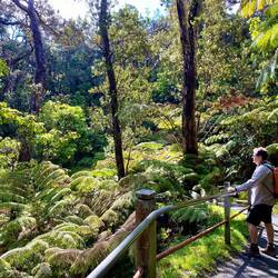 Wolfgang im Farnland.