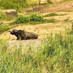 Cape Buffalo only returned recently after several months absence here