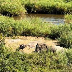 Bush Elephant grazing near a Cape Buffalo