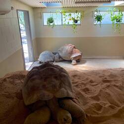 Galapagos Schildkröten 🐢