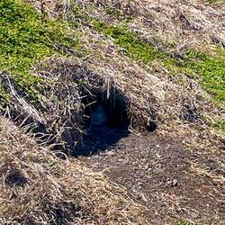 Kleiner Pinguin 😍🐧