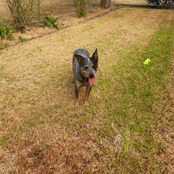 Petter der Blue Heeler 🐶😍