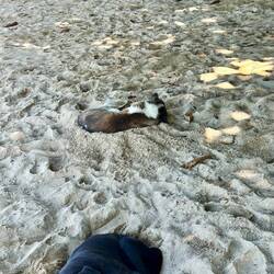 Hunde wie immer mit dabei 🤪