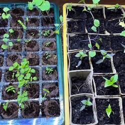 Müsste mal wieder gärtnern und die Tomaten pikieren