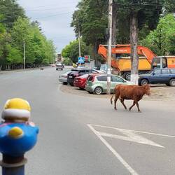 Kuh entgegen der Fahrtrichtung unterwegs