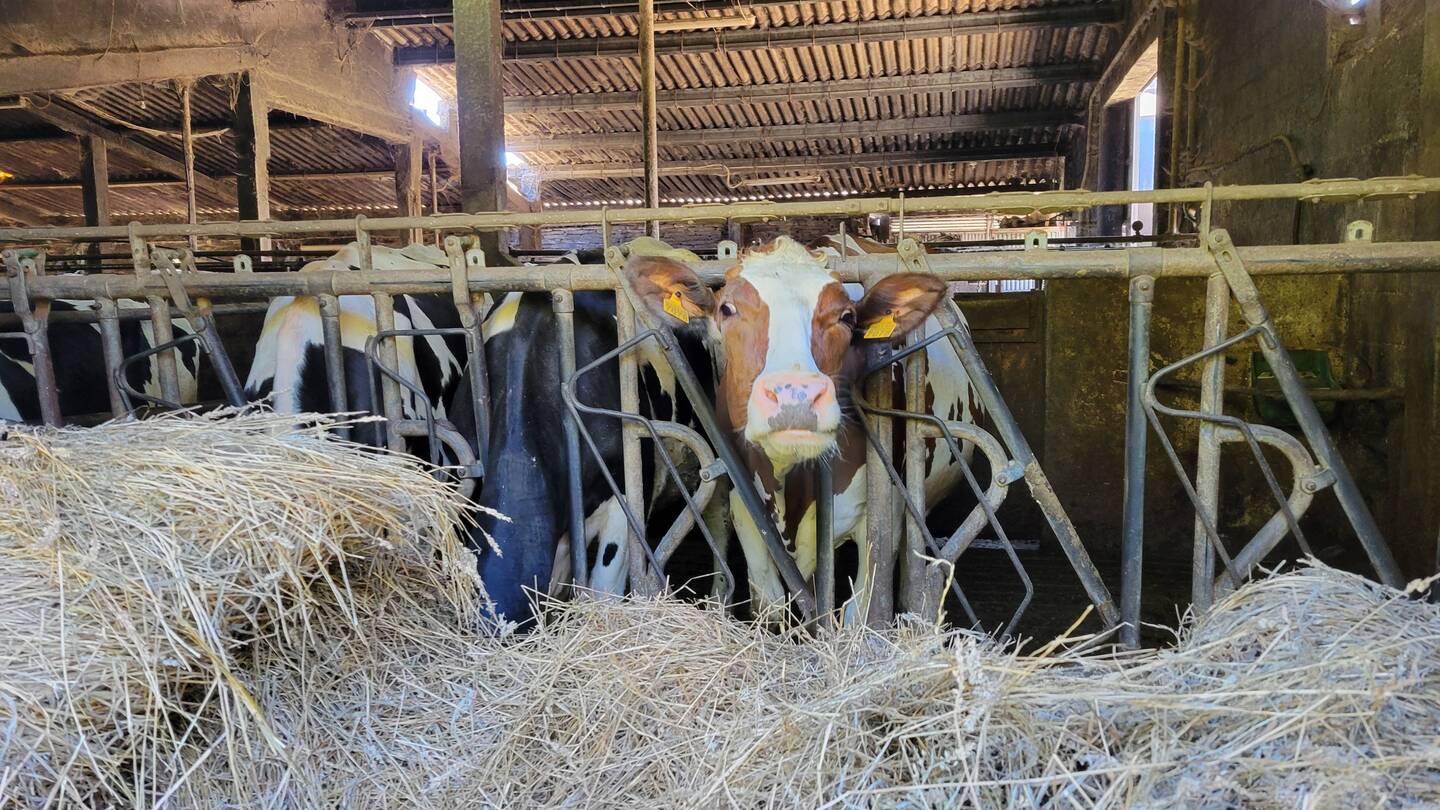 Moooove along.