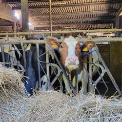 Moooove along.