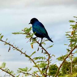 Cape Starling