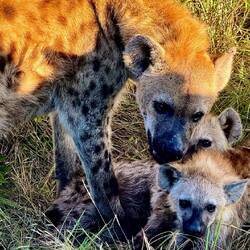 Hyena and her cubs