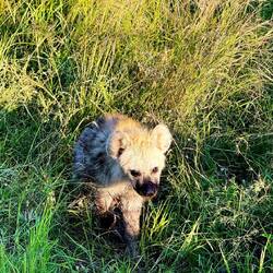 Hyena cub