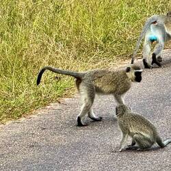 Vervet Monkey