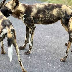 Wild Dogs, which are quite rare