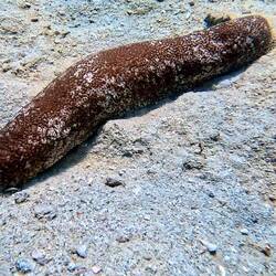 Sea Cucumber