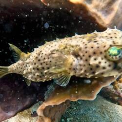 Puffer Fish