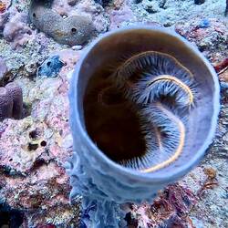 Brittle star in coral