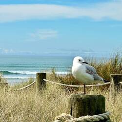 Waihi Beach