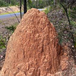 Ein Termitenhügel nach dem anderen & ein Nationalpark nach dem anderen